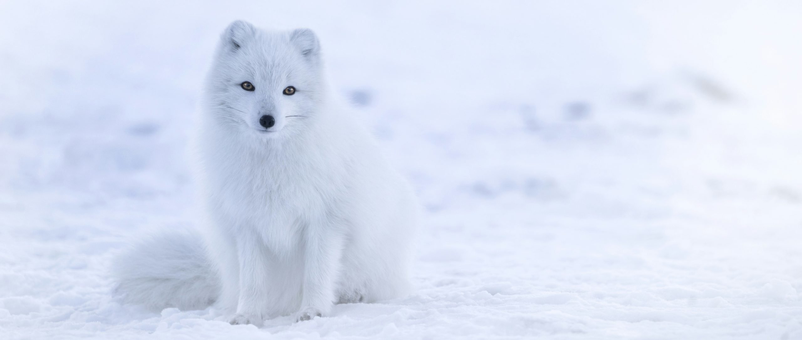 White wolf pup in bright snowy landscape