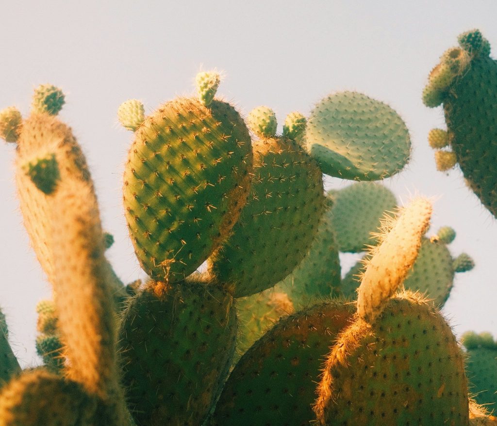 Cactus