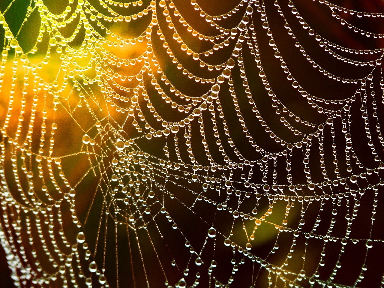 A spider web with dew