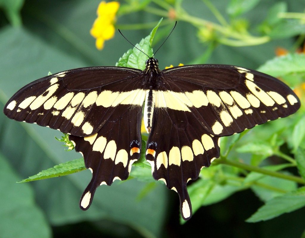 Butterfly on leaves