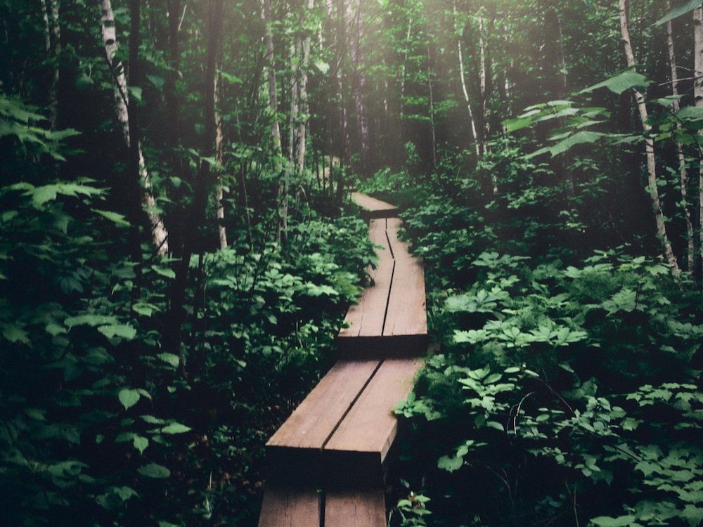 Thick forest with two planked bridge path stretching through the middle.