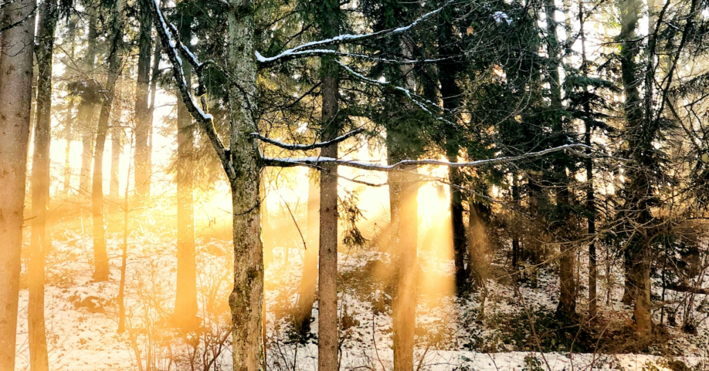 sun peaking through a forest of trees in winter with snow on the ground