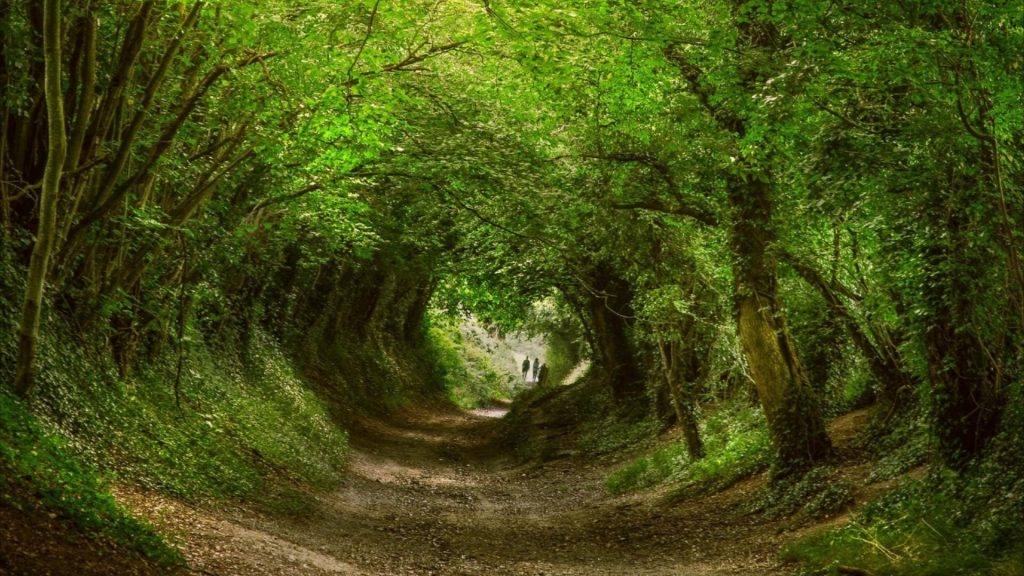 Path in a forest