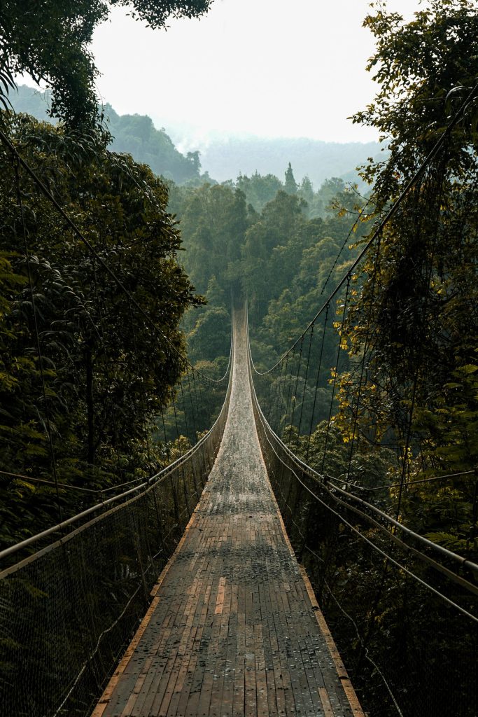 a long wooden bridge in a forest