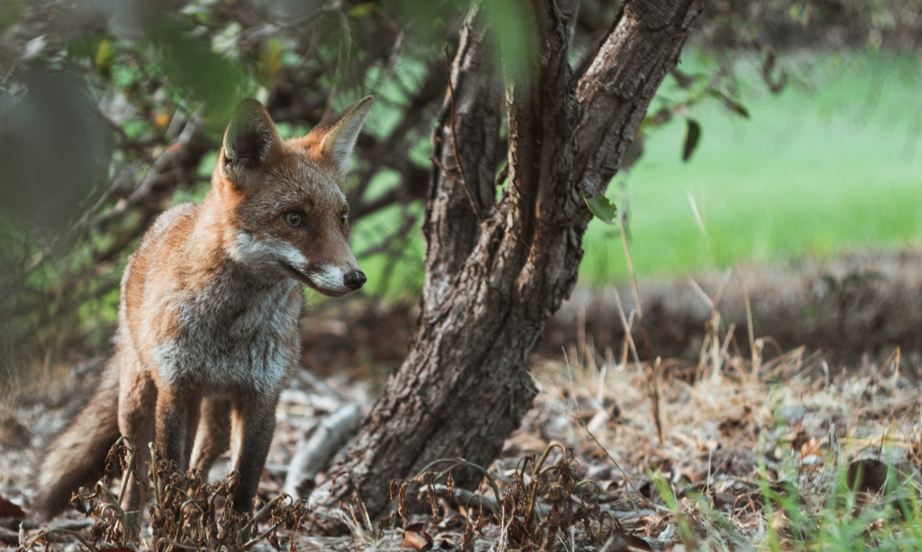 Fox in a forest