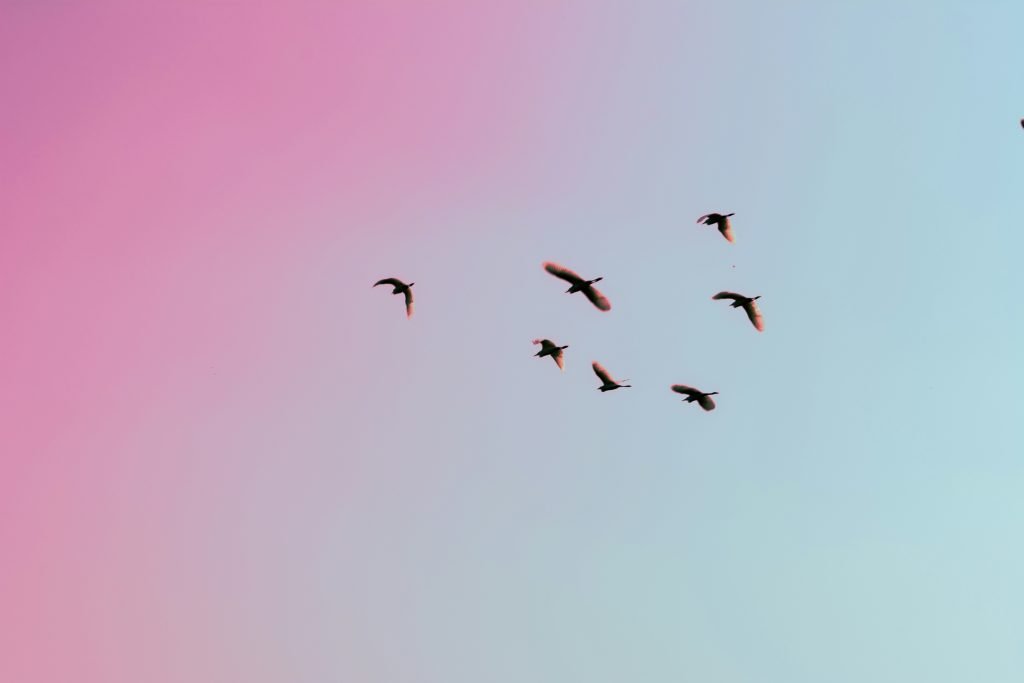 birds flying with pink and blue background sky